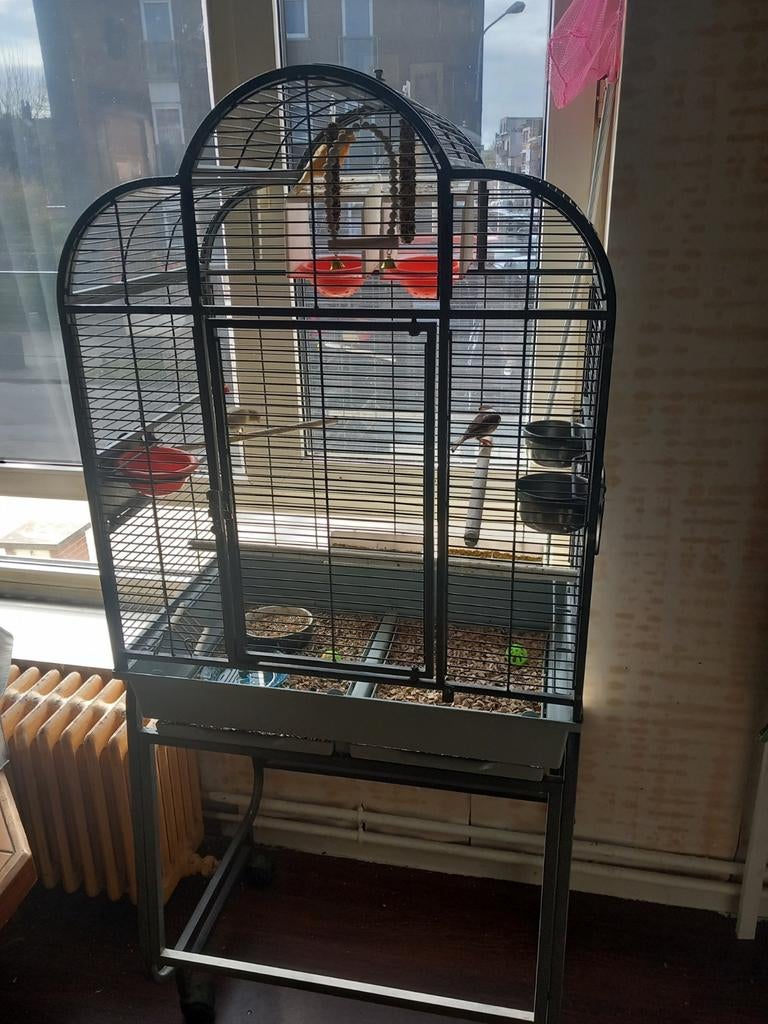 3pracht kanaries met of zonder kooi, Dieren en Toebehoren, Ophalen