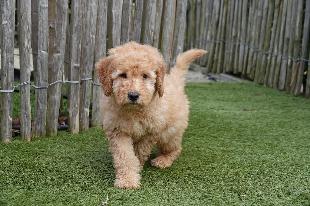 Prachtige medium Labradoodle pups, met stamboom, Dieren en Toebehoren, Honden | Retrievers, Spaniëls en Waterhonden, Parvo, België