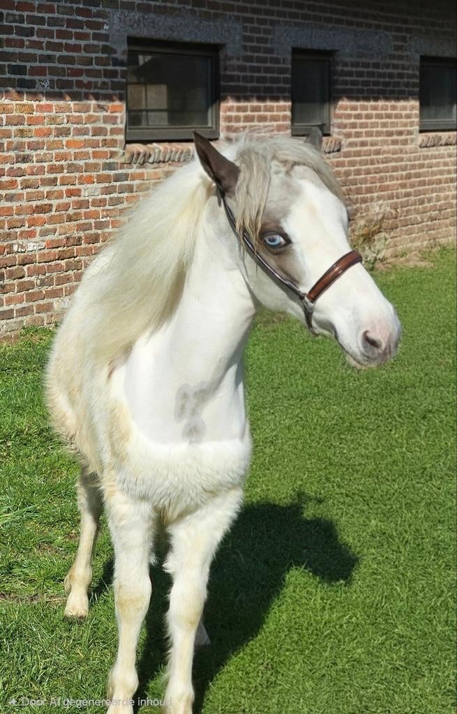 Minipaardje van 2025, Dieren en Toebehoren, Paarden, Hengst, Met stamboom, 0 tot 2 jaar