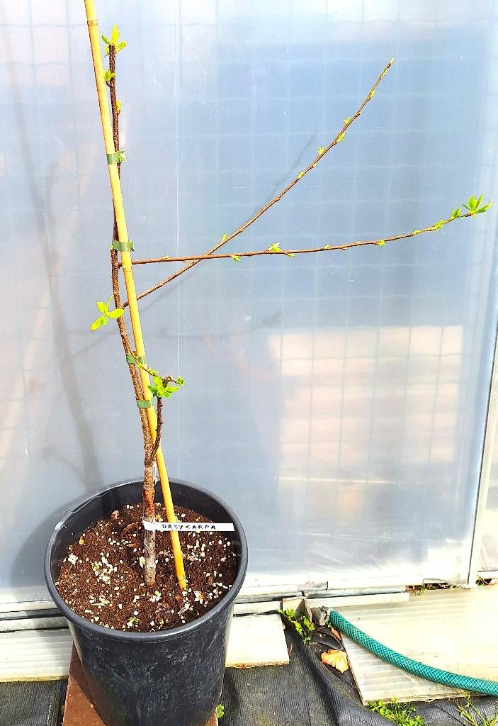 Zwarte abrikoos, Tuin en Terras, Planten | Fruitbomen, Ophalen, Lente, Overige soorten, Volle zon