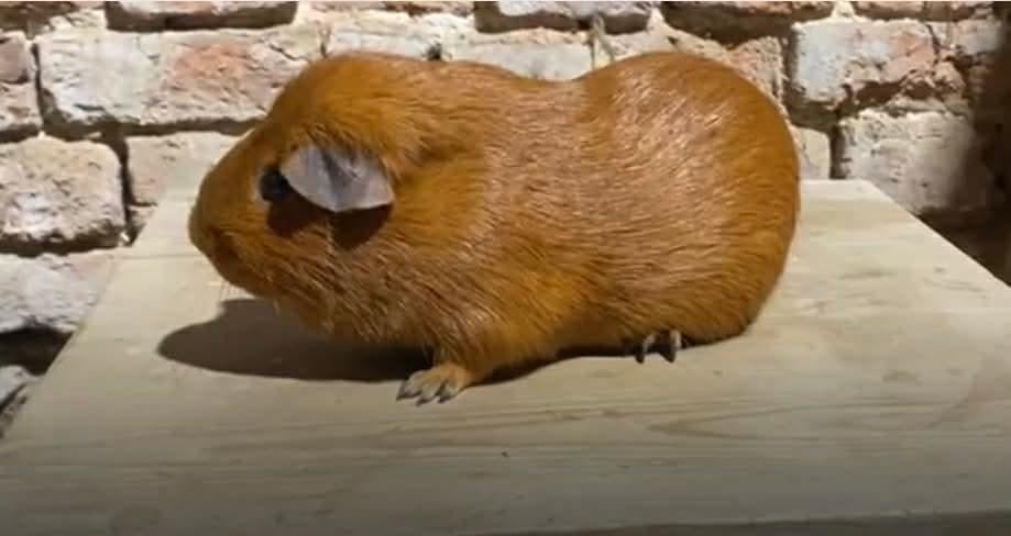 Cavia dekbeertje, Dieren en Toebehoren, Knaagdieren, Februari, Vrouwelijk, Cavia