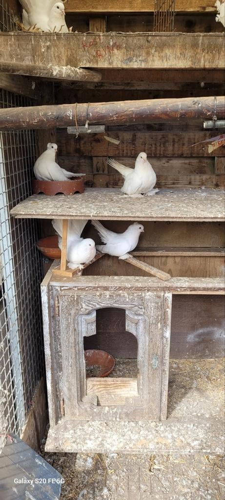 Gobelets de posture sibériens