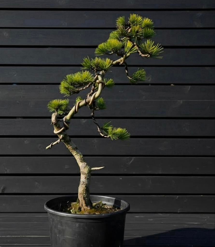 Pinus parviflora (Japanse witte den) – Literati bonsai, Ophalen of Verzenden