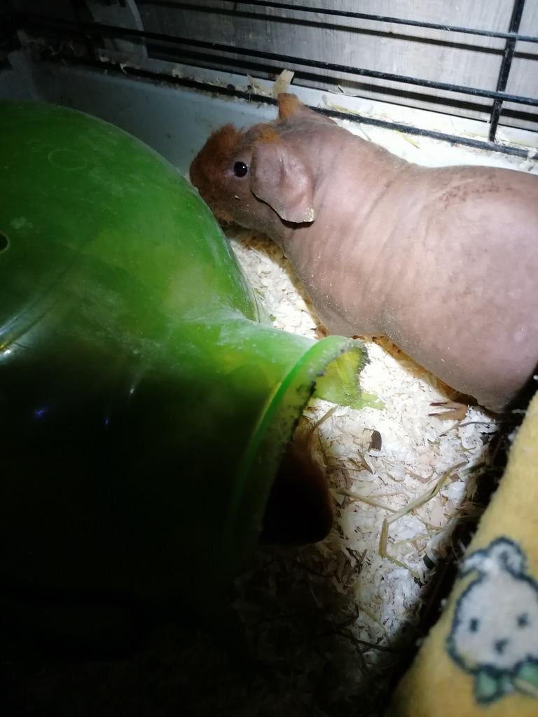 2 Cobaye maleS skinny 7 mois OUI CEST DISPONIBLE !, Juin, Mâle, Cobaye