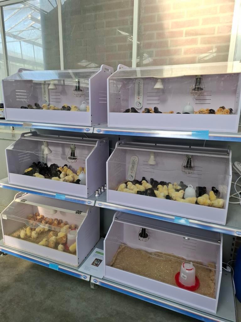 Kuikens kuikentjes paaskuikens paasweekend, Vrouwelijk, Kip