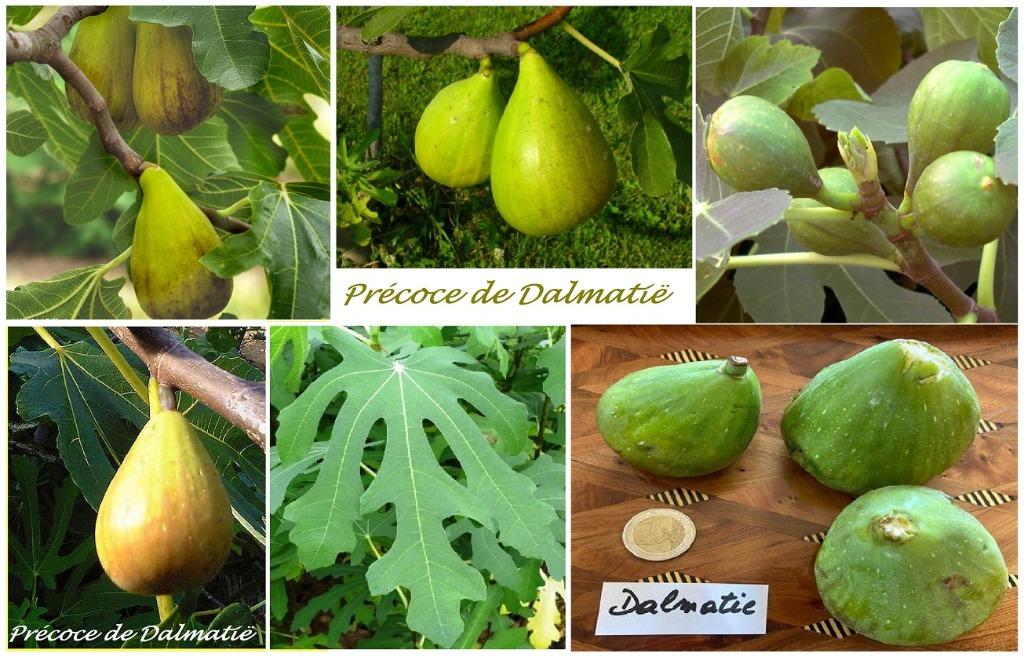 FIGUIERS PRECOCE DE DALMATIA, +/- 1,5 mètre, 15€/pièce, Enlèvement ou Envoi, Plante fixe, Plantes fruitières, Plein soleil