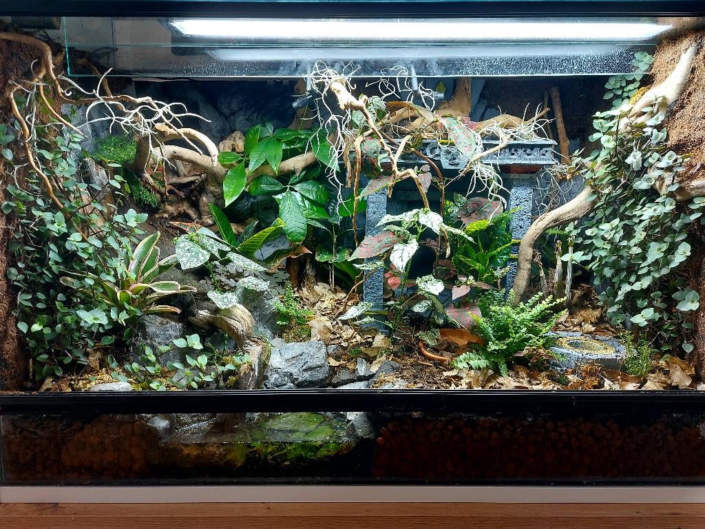 Ingerichte terrarium, Dieren en Toebehoren, Reptielen en Amfibieën | Toebehoren, Gebruikt, Terrarium of Paludarium, Ophalen