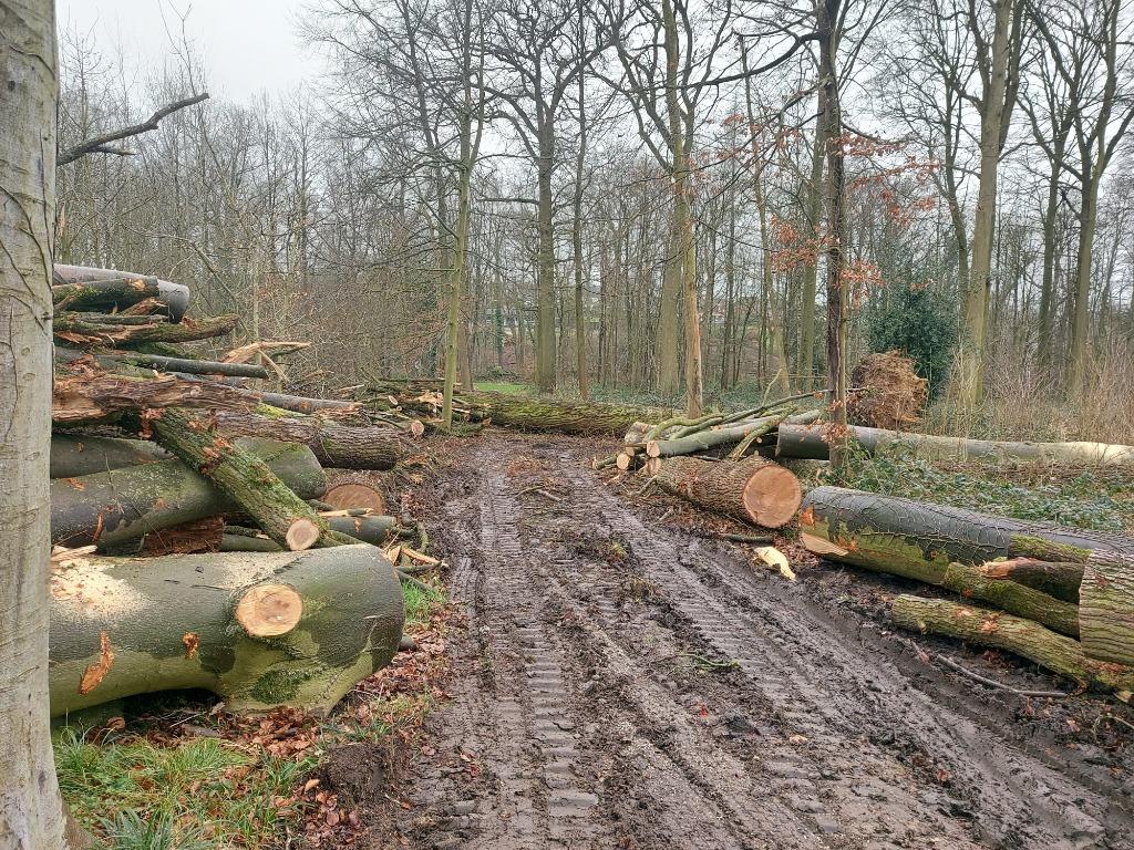 Tuinonderhoud  snoeien en vellen gevaarlijke bomen, Tuinonderhoud of Snoeiwerk