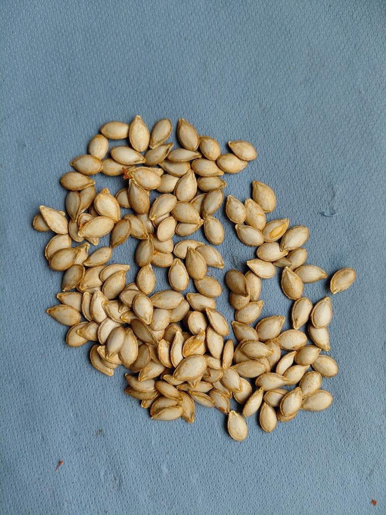 15 pitten van butternut, Tuin en Terras, Ophalen of Verzenden