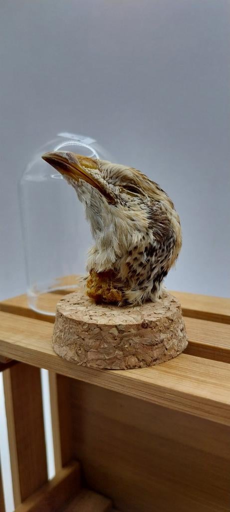 Cabinet de curiosités : tête de caille, Enlèvement ou Envoi