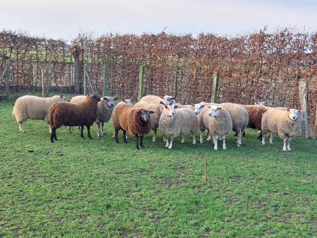 Aankoop van schapen en geiten, Dieren en Toebehoren, Schaap