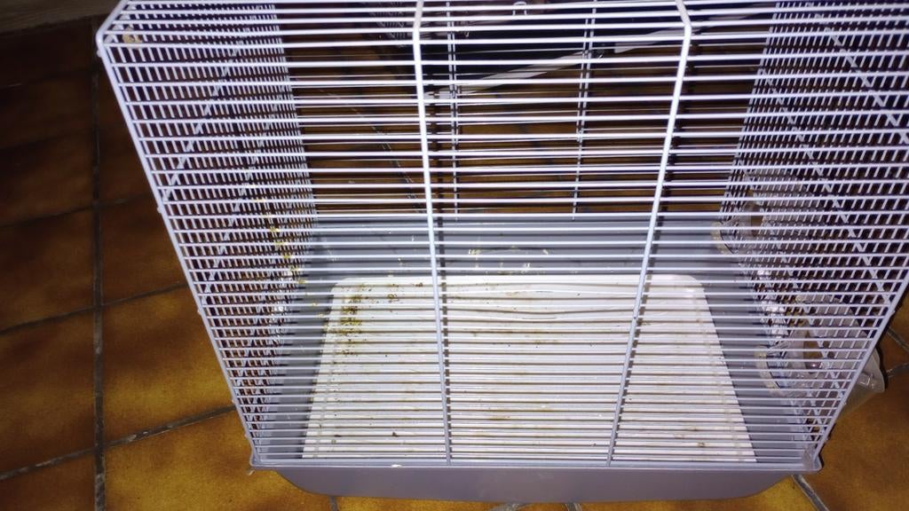 Cage à oiseaux, Enlèvement