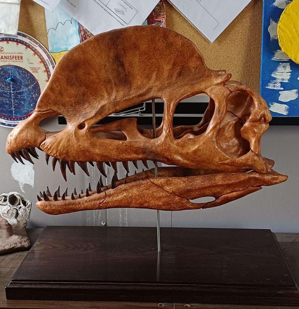 Dilophosaurus schedel levensgroot, Ophalen, Schedel