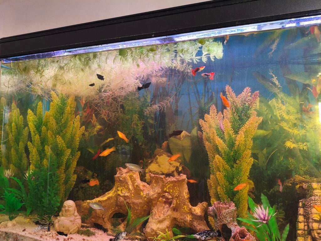 Oranje, Zwarte, Wit-zwarte, oranje-zwarte molly. Rode guppy., Dieren en Toebehoren