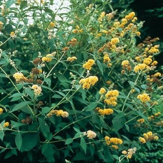 Buddleja weyeriana 'Sungold'  (vlinderstruik), Tuin en Terras, Planten | Struiken en Hagen, Struik, Vlinderstruik, 250 cm of meer