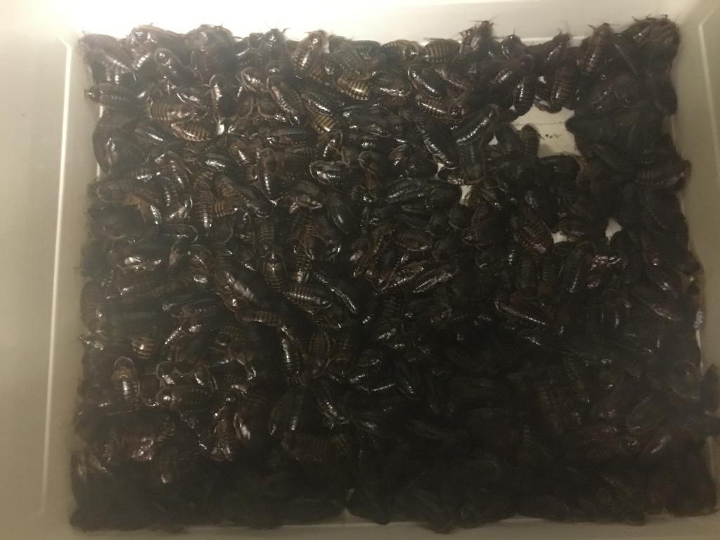 Dubia’s, Dieren en Toebehoren, Reptielen en Amfibieën, Overige soorten