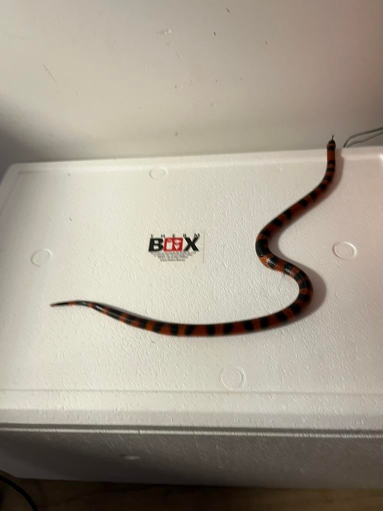 tachetée Lampropeltis triangulum femelle, Animaux & Accessoires, Enlèvement, Comme neuf