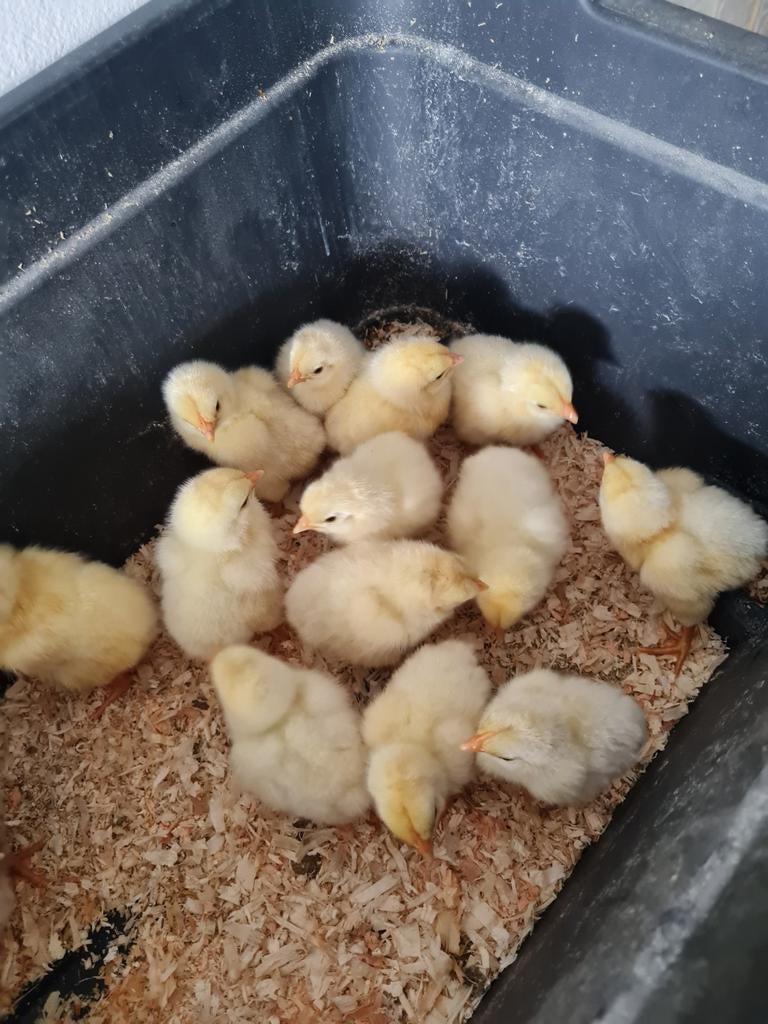 Kuikens Barnevelder Wit, Dieren en Toebehoren, Pluimvee, Vrouwelijk, Kip