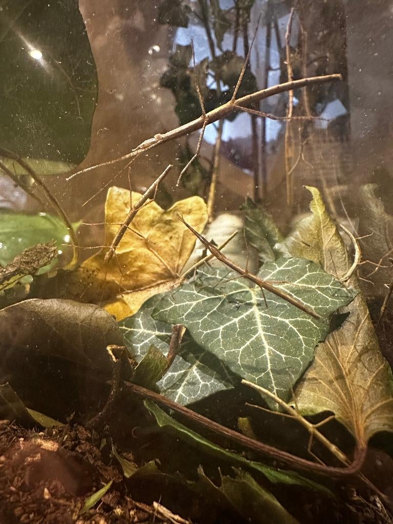 wandelende tak, Dieren en Toebehoren, Insecten en Spinnen, Wandelende tak