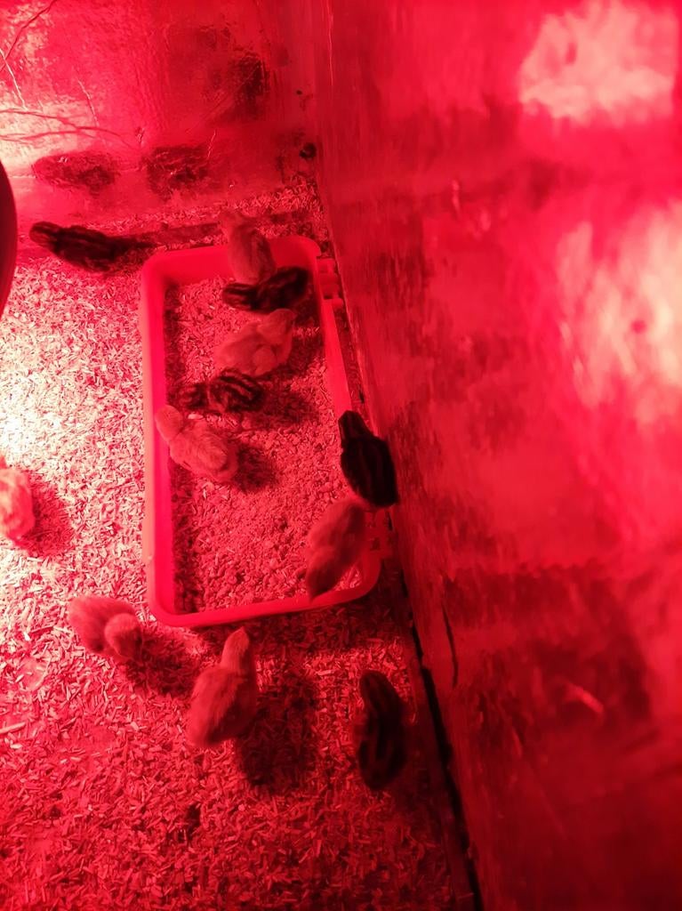 10 stuks dwergkwartels,verschillende kleuren 5€ het stuk, Dieren en Toebehoren