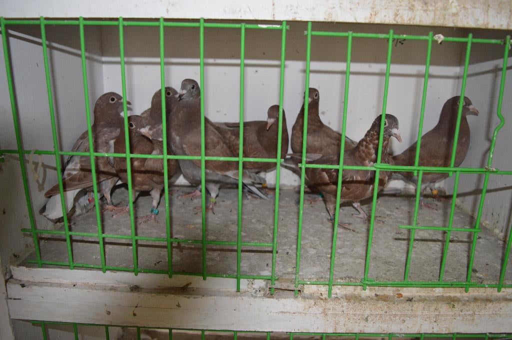 kleurpostduiven, Dieren en Toebehoren, Postduif