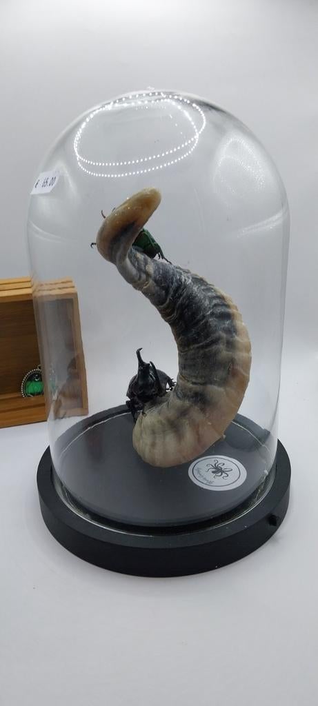 Cloche en verre avec led et coleoptères, Collections