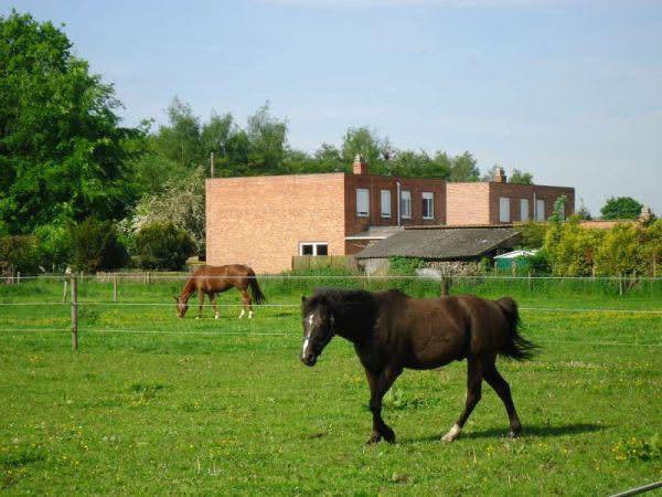 Pensionstalling - volpension. Boxen te huur, Dieren en Toebehoren, Stalling en Weidegang, Stalling, 4 paarden of pony's of meer