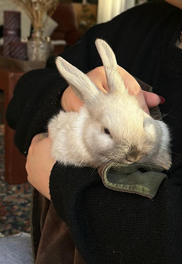 Dwergkonijn x hangoor, Petit, Oreilles tombantes