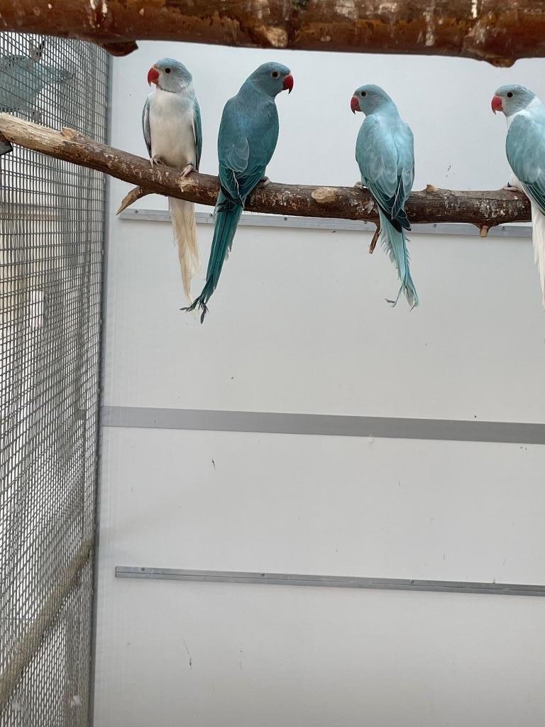 Compleet kweekbestand halsband parkiet / halsbandparkieten, Dieren en Toebehoren, Meerdere dieren, Parkiet, Geringd