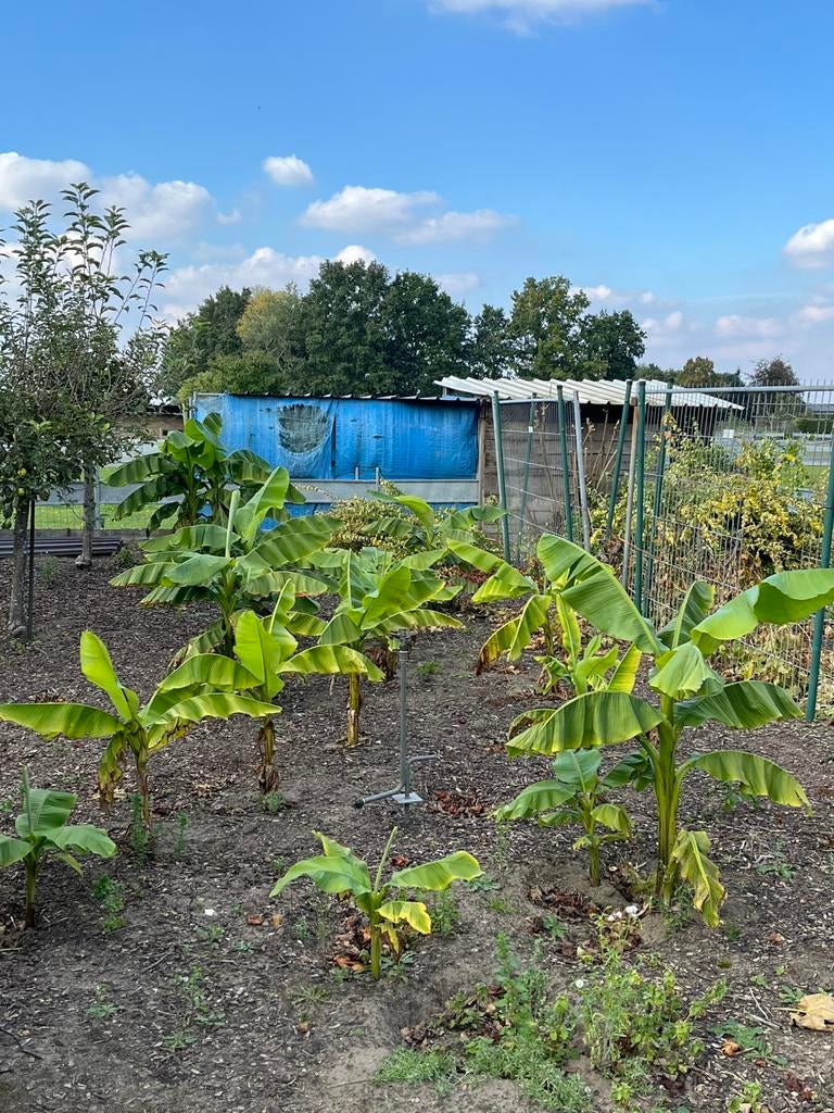 Bananenplanten, Ophalen