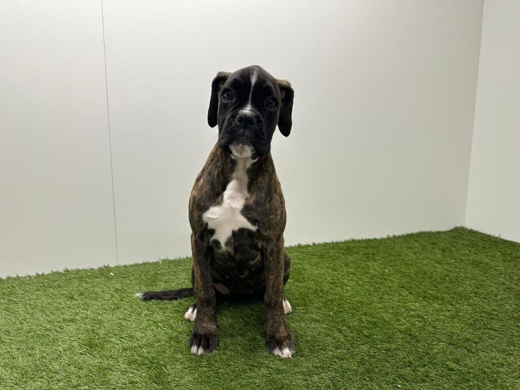 Chiots Boxer, Hépatite contagieuse (maladie de Rubarth), Belgique, Plusieurs, Chienne