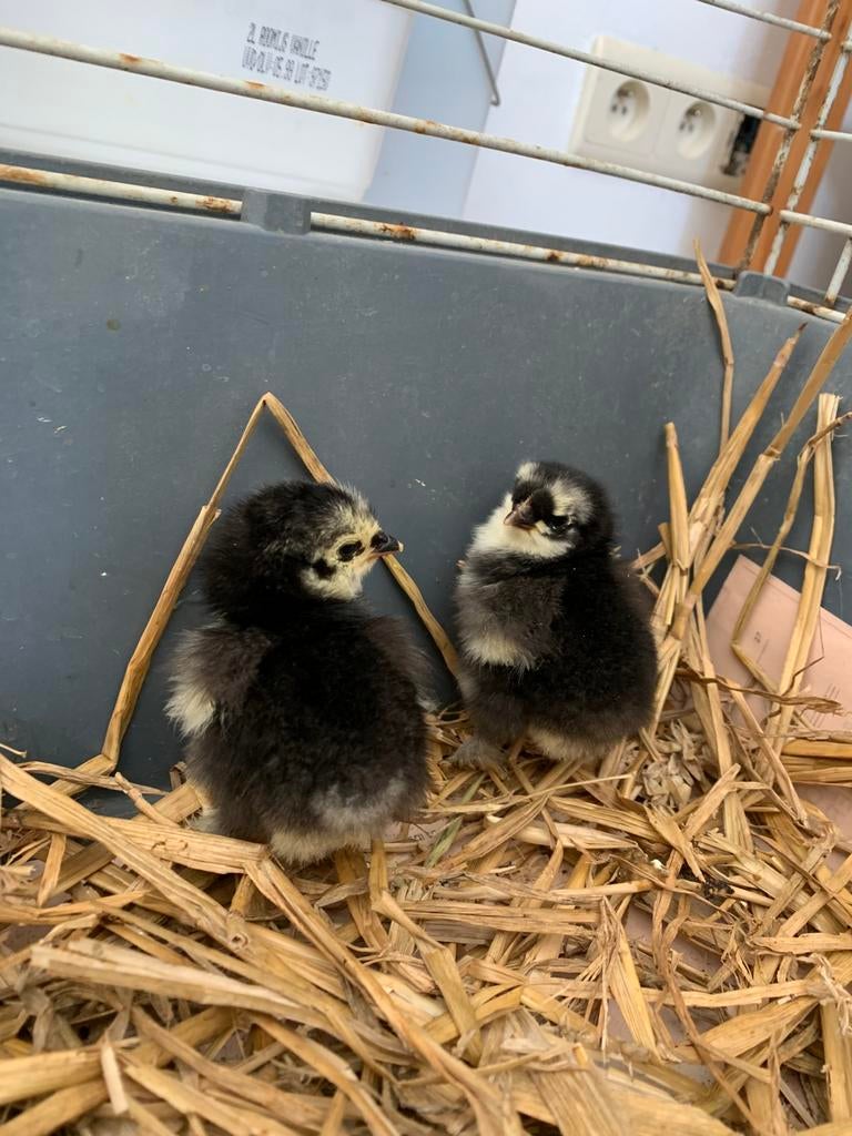 6 poussins FEMELLEs pondeuse, 2 poussins coucou, à vendre,, Animaux & Accessoires, Plusieurs animaux, Poule ou poulet