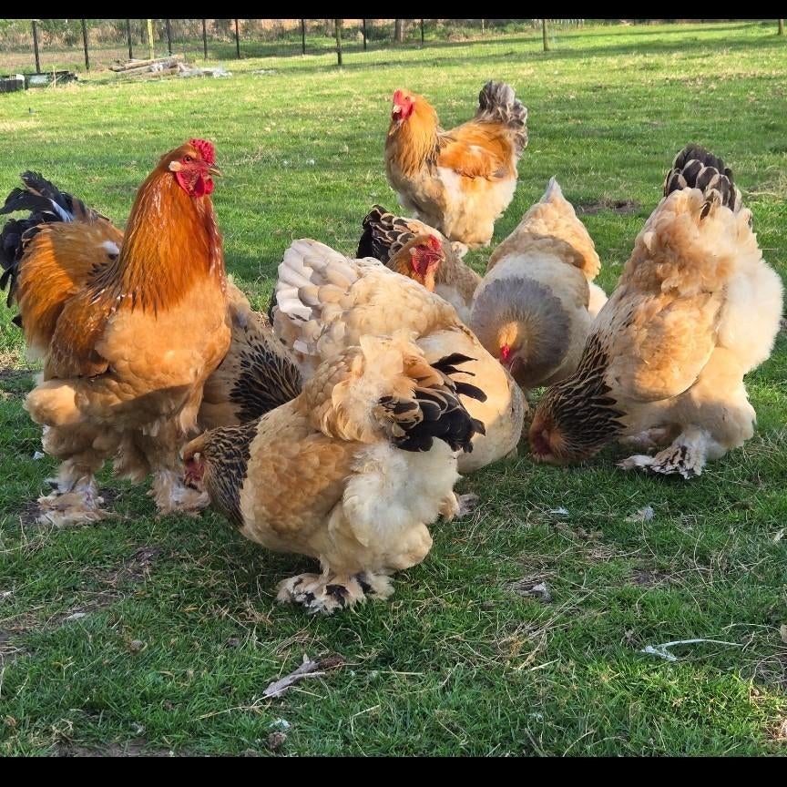 Broedeieren Brahma Colombia zwart en blauw buff, Dieren en Toebehoren