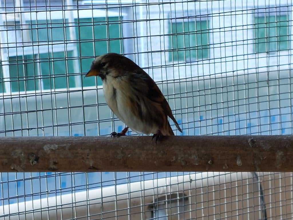 Noordse Barmsijs, Dieren en Toebehoren, Vrouwelijk, Wildzangvogel, Geringd