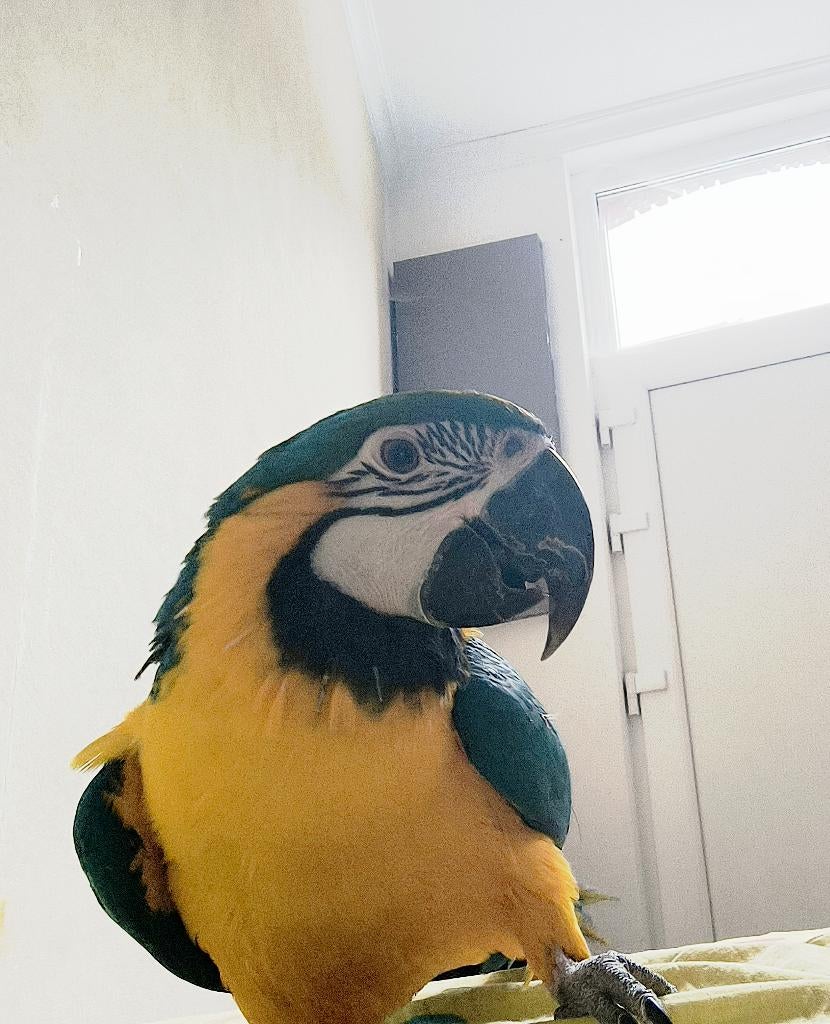 Ara ararauna, Enlèvement, Utilisé