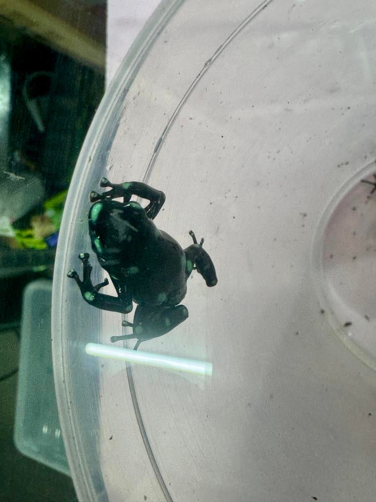 Auratus Ancon hill, Dieren en Toebehoren, Reptielen en Amfibieën, Amfibie, 0 tot 2 jaar