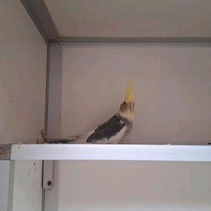 Koppel Jonge valkparkieten, Dieren en Toebehoren