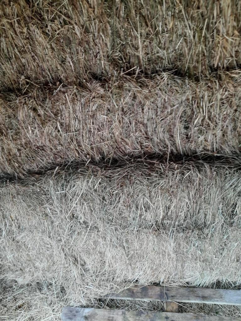 hooi, grote balen, 200x120x70 en 8 balen voordroog gras, Animaux & Accessoires, Chevaux & Poneys | Autres trucs de cheval, Neuf