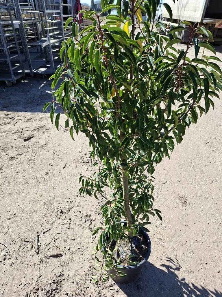 Prunus lucitanica 20l pot 1.2m, Ophalen, Laurier