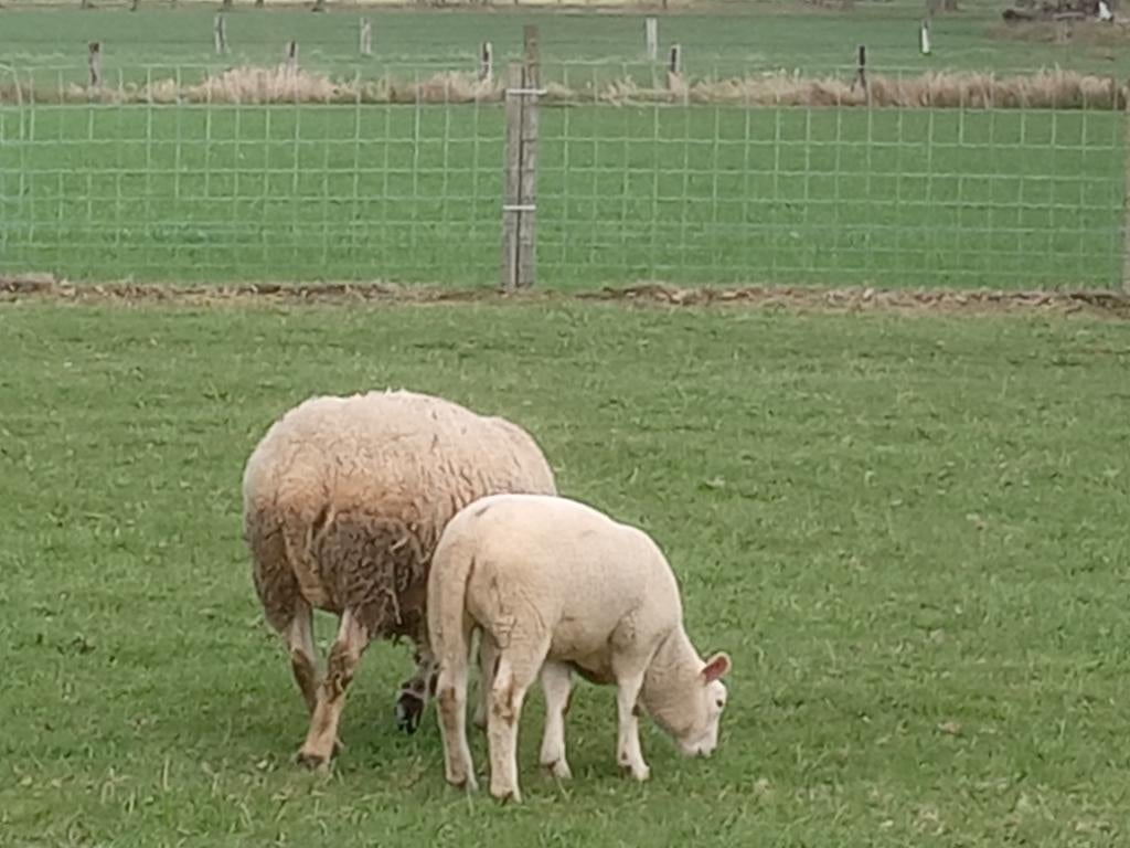 Schapen, Dieren en Toebehoren