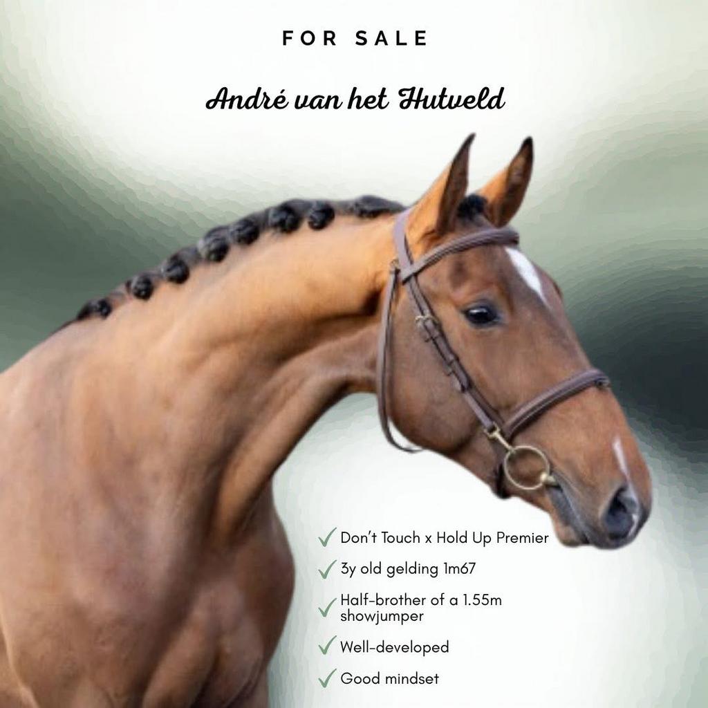 3y springpaard Don’t touch x Hold up Premier, Dieren en Toebehoren, Paarden, Springpaard, Met stamboom, Ruin, 3 tot 6 jaar