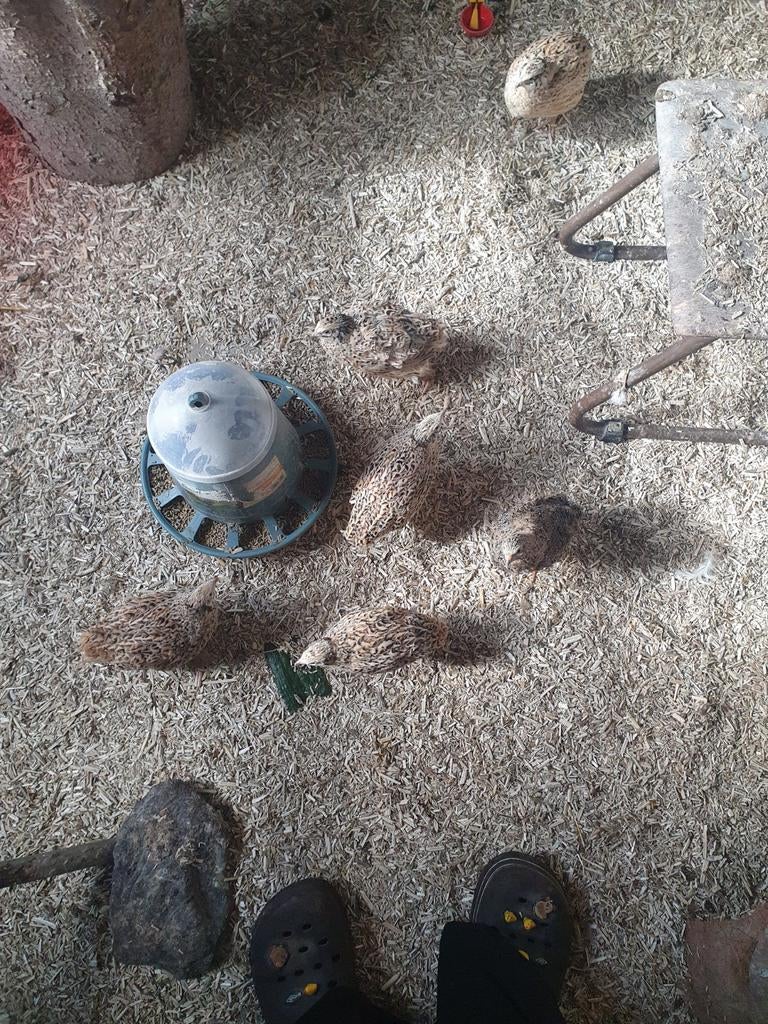 6 japanse kwartel hennen