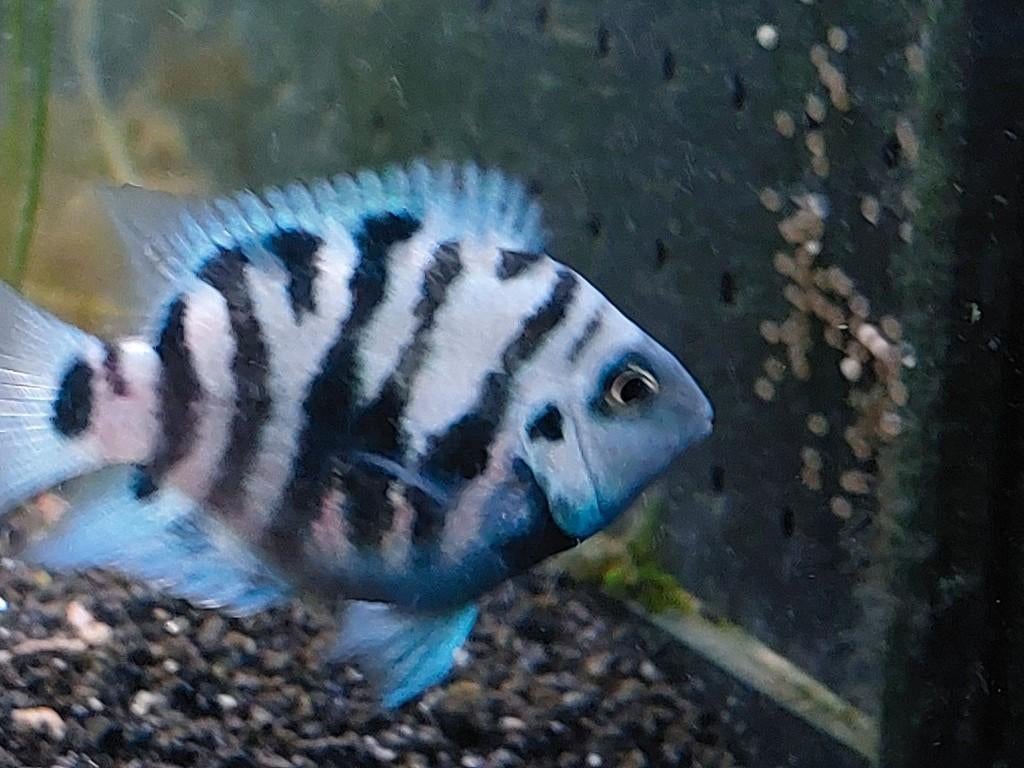 Jonge Amatitlinia Nigrofasciata cichlids - parrot of gewone, Dieren en Toebehoren, Vis, Zoetwatervis
