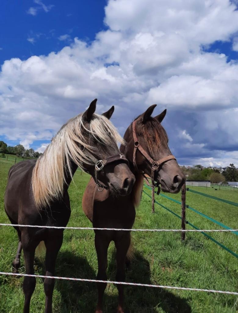 Rocky Mountain Horse te koop, Dieren en Toebehoren, Paarden, Met stamboom, Ruin, Niet van toepassing, 7 tot 10 jaar