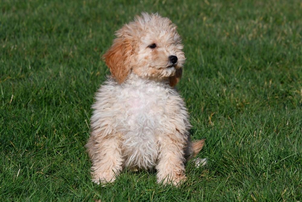 Dwergpoedel pups te koop, Poedel, 15 weken tot 1 jaar, Buitenland, Parvo