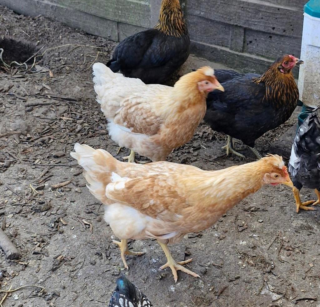 Broedeitjes, Dieren en Toebehoren, Pluimvee