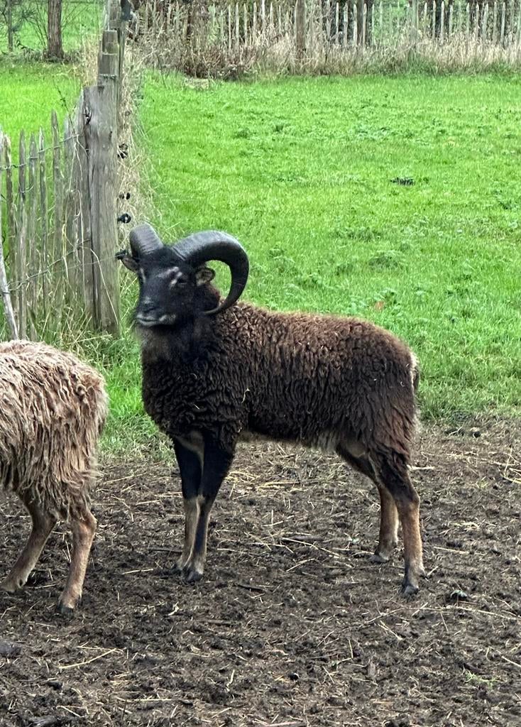 Soay ram 2024, Dieren en Toebehoren, Schaap