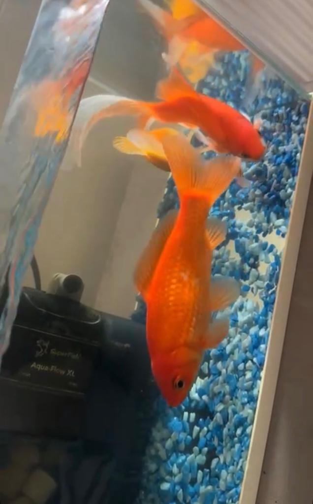 3 Goud vissen, Dieren en Toebehoren, Vissen | Aquariumvissen, Vis, Zoetwatervis