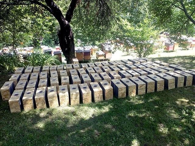 Bijen, Dieren en Toebehoren, Insecten en Spinnen, Bijen