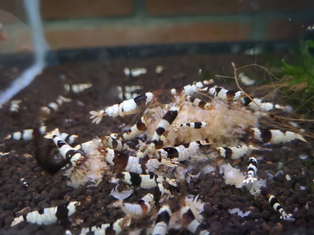 Pure Black Line (crevettes Caridina), Animaux & Accessoires, Poissons | Poissons d'aquarium